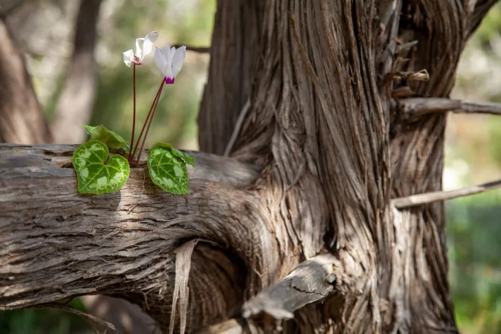 A symbiotic relationship: How DeFi can amplify the utility of Oraichain, Pinlink, and RSS3