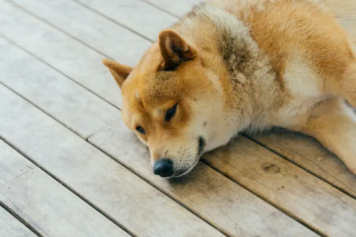 Shiba Inu Investor Fumbles $882 Million Bag – Here’s Why It Slipped Away