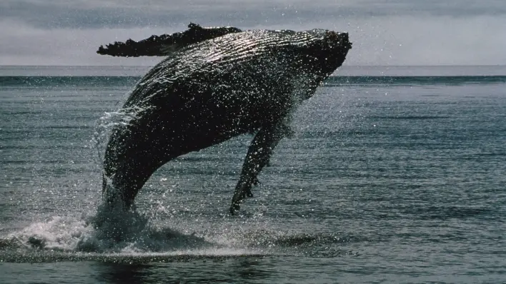 Bitcoin Whales Wake Up From 14-Year Slumber to Move Over $2B of BTC