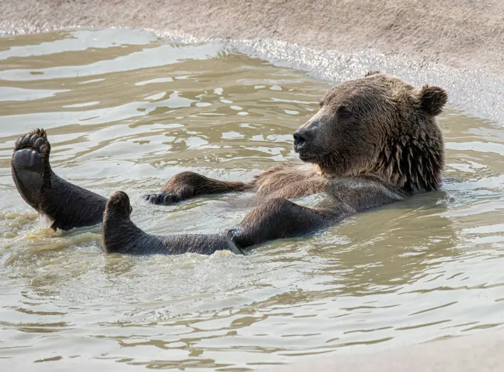 Strategy Bears Cave In as Anti-MSTR Leveraged ETF Hits Rock Bottom