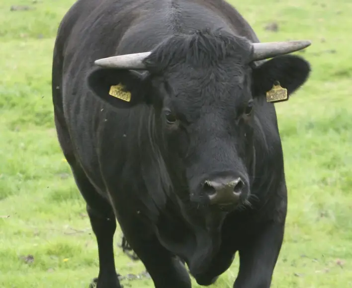 Bitcoin on the Brink of All-Time High as Macro Tailwinds Gather Strength