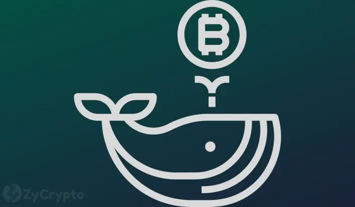 Bitcoin Whales Scoop Up 218K BTC in 18 Weeks — $124K Breakout Looms If $113K Holds